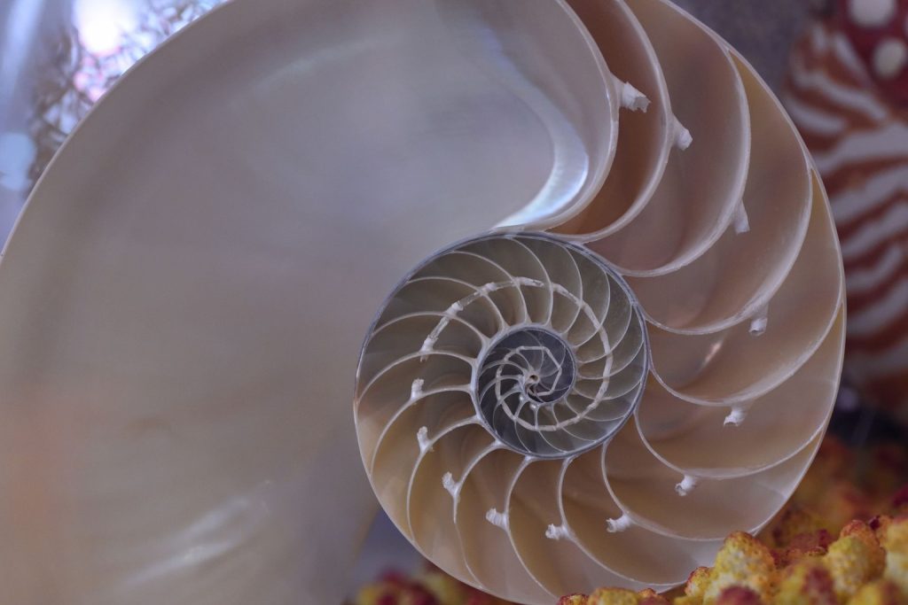 The Intersection of Biology and Art: How Nature’s Patterns Define Design