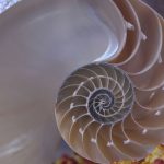 The Intersection of Biology and Art: How Nature’s Patterns Define Design
